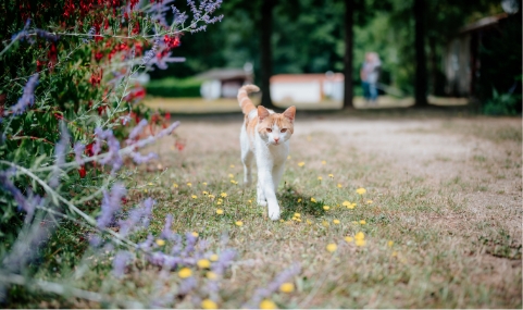 Chat se baladant dans le camping la rivière à sainte Cécile en Vendée