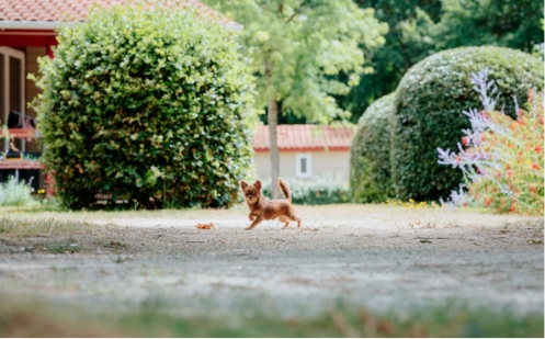 Chien jouant au camping de sainte cécile en vendée