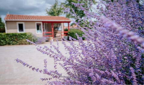 Lavande au camping sainte cécile la rivière en vendée